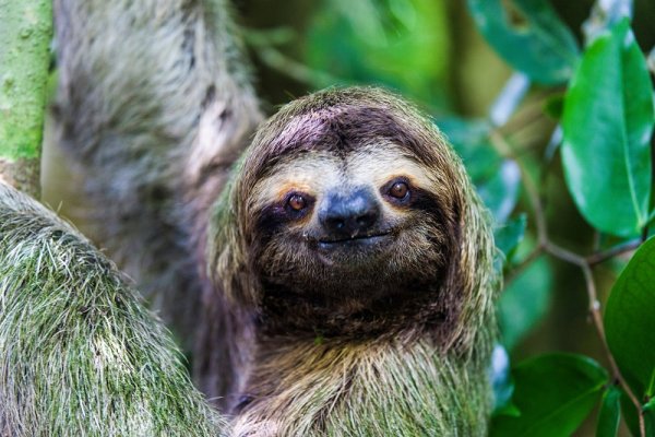Sloth in South America