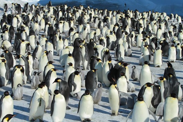 A colony of King penguins