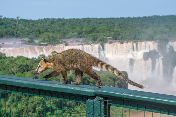 Playful Coati Amidst the Majestic Iguazu Falls