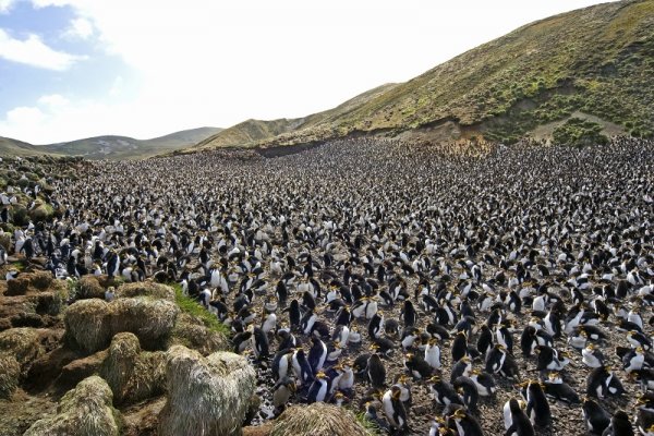 Penguin habitat, The Falkland Islands