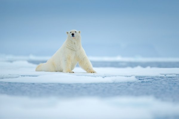 Polar bear on the ice floes, Spitsbergen