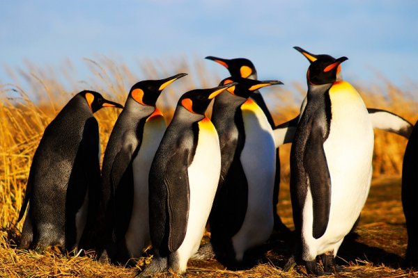 King Penguins, Tierra del Fuego