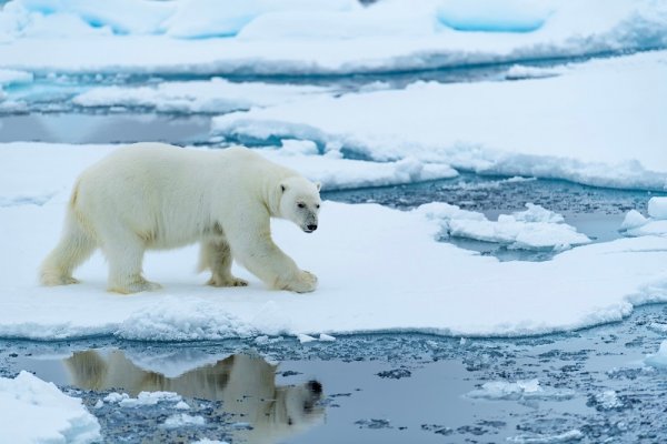 Polar bear hunting seals, Arctic