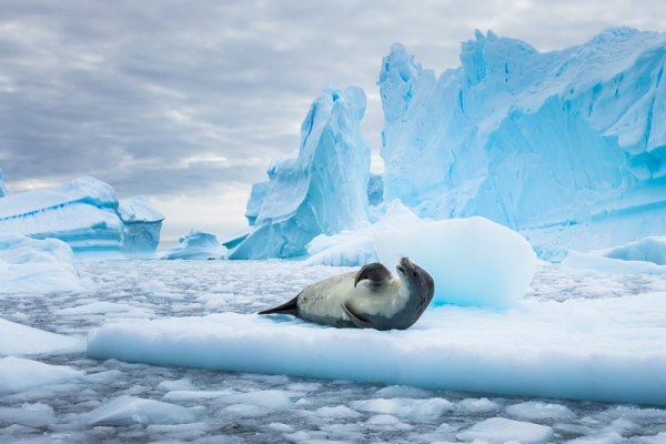 Seal lying on the blue  floating ice in Antarctica