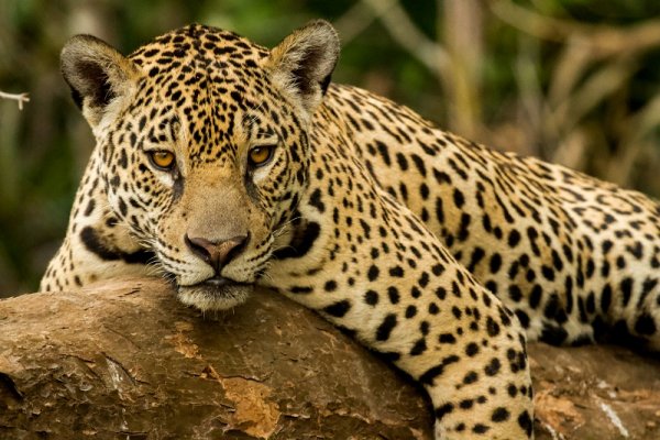 Jaguar in the Pantanal, Brazil