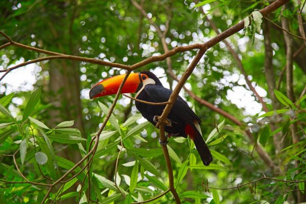 Colorful tucan in the wild