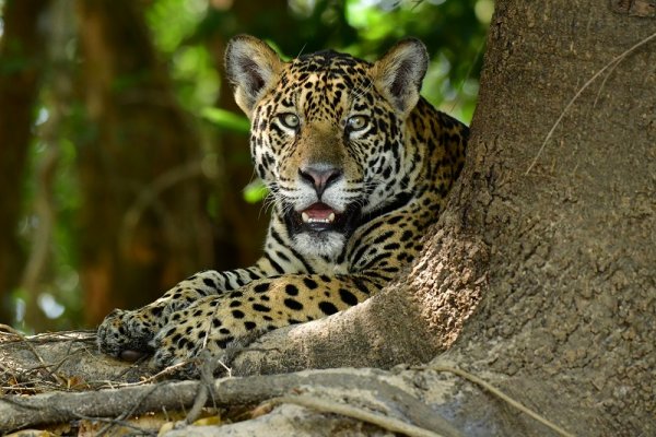 Pantanal Jaguar, Amazon Rainforest