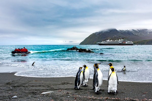 King Penguins on the Falkland Islands