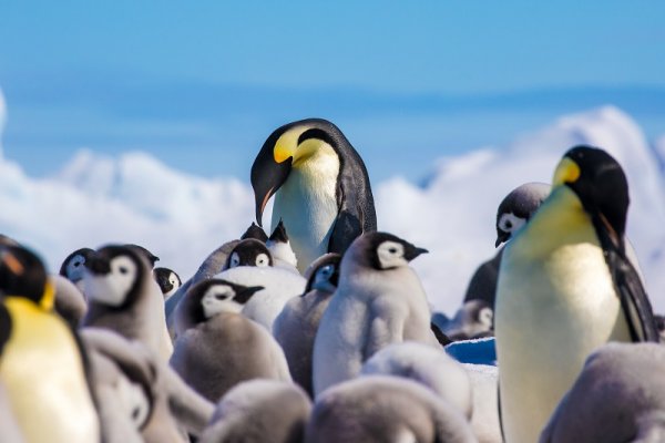 Emperor Penguins and chicks, Antarctica