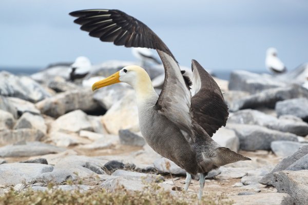 Galapagos albatross getting ready to fly in the Espanola Island