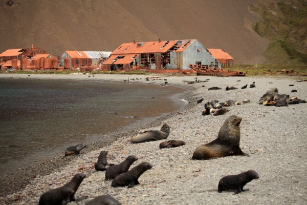 Seals at Stromness Whaling Station South Georgia