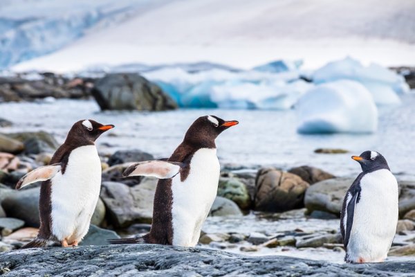 Gentoo Penguins in Antarctica