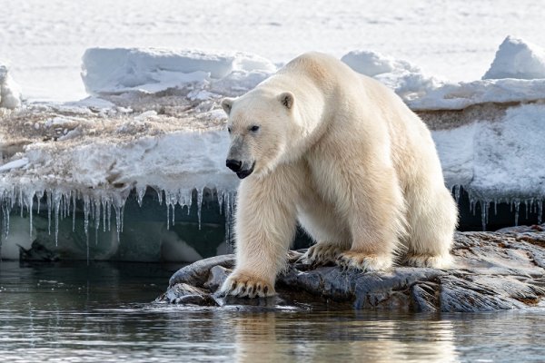 Polar bear sitting at the edge of the fast ice, Svalbard