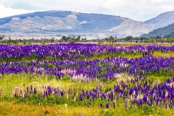 Lupines field, Patagonia