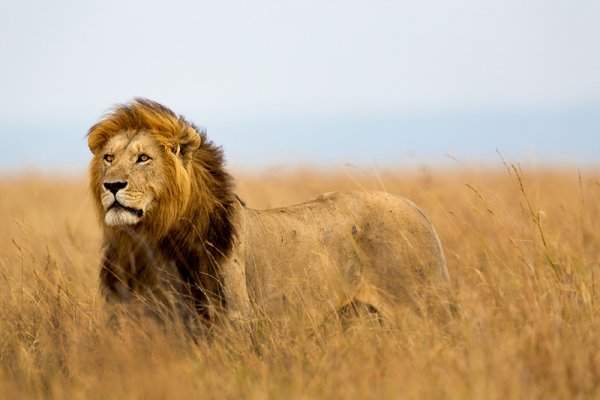 Lions are a particular highlight of Tanzania’s southern circuit, but you’ll stil