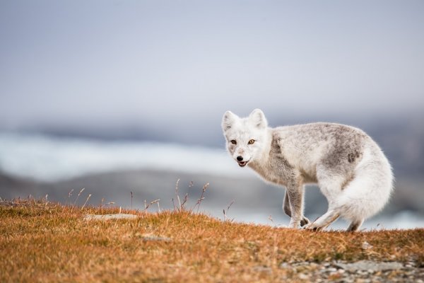 Arctic Fox in Spitsbergen