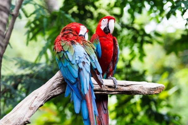 Blue-and-red Macaw, Amazon Raniforest