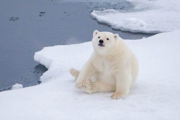 Polar bear on an ice floes, Spitsbergen