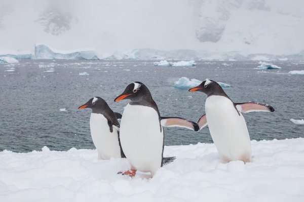 Gentoo penguins walking in the snow, Antarctica