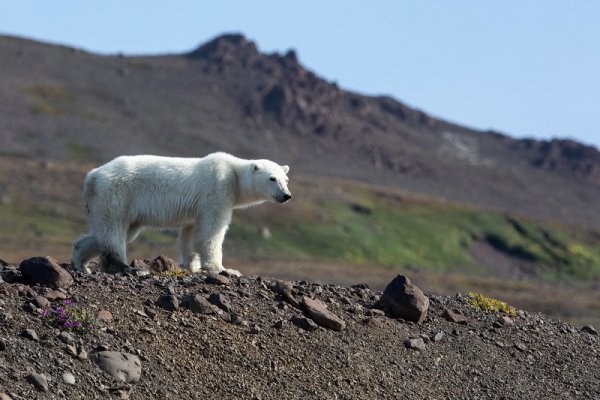 Polar bear in Arctic tundra, Greenland