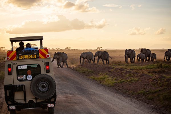Herd of Elephants crossing in Amboseli, Kenya.