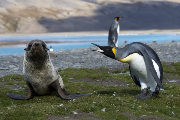 A domestic disturbance, South Georgia style