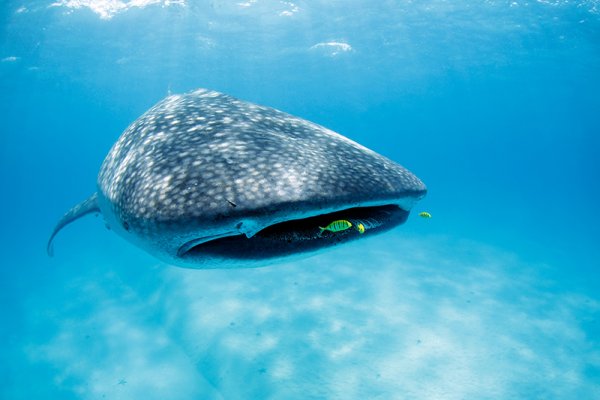 The Mafia archipelago is one of the best destinations to swim with whale sharks 