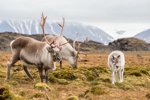 Svalbard reindeer, Spitsbergen