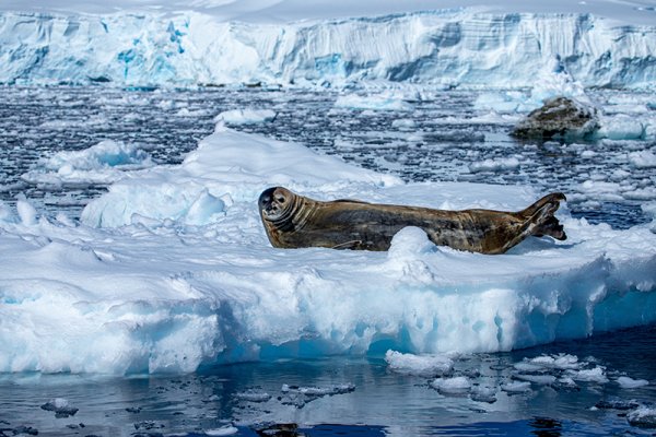 Seal on an iceberg in Antarctica