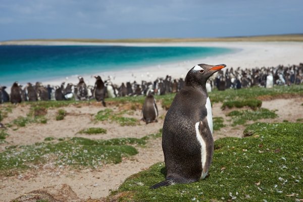 Penguins are numerous in Antarctica