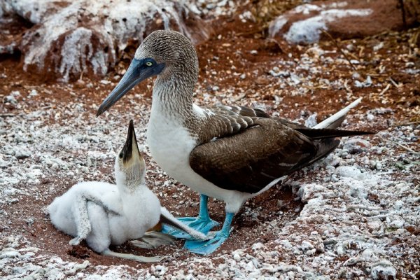 Blue footed boobies, Galapagos Islands