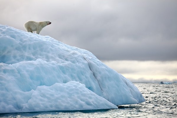 Polar bear on an iceberg, Spitsbergen