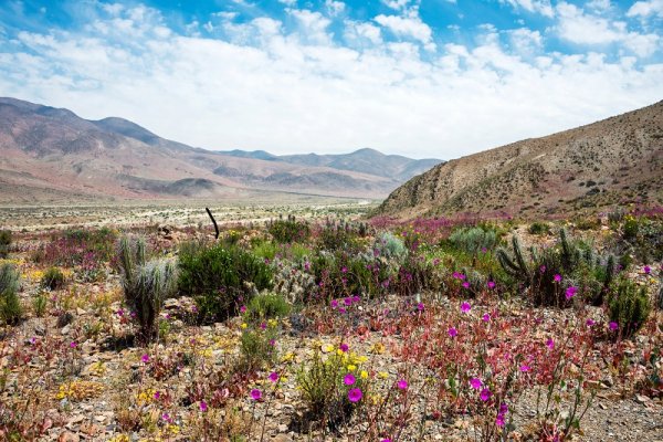 Flowering desert in the Chilean Atacama