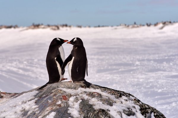 Gentoo Penguins in Antarctica