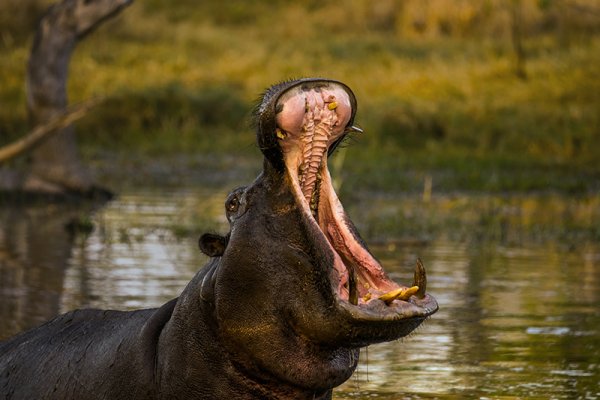  Yawning hippo in the Okavango’s Moremi Game Reserve   