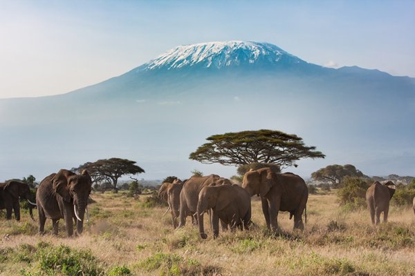Postcard view of Mt Kilimanjaro in Tanzania, from Kenya’s Amboseli National Park
