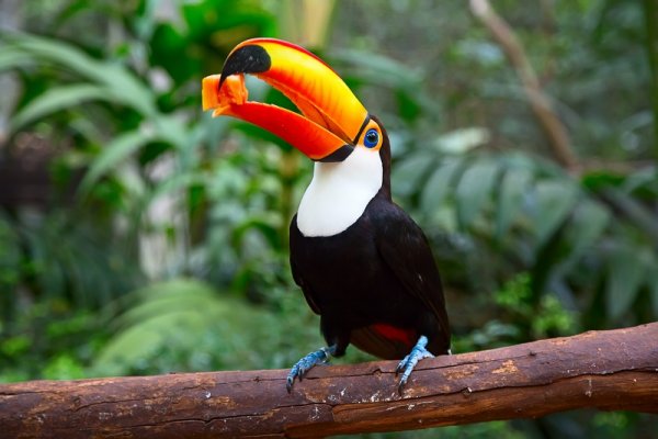 Colorful tucan in the Amazon Rainforest