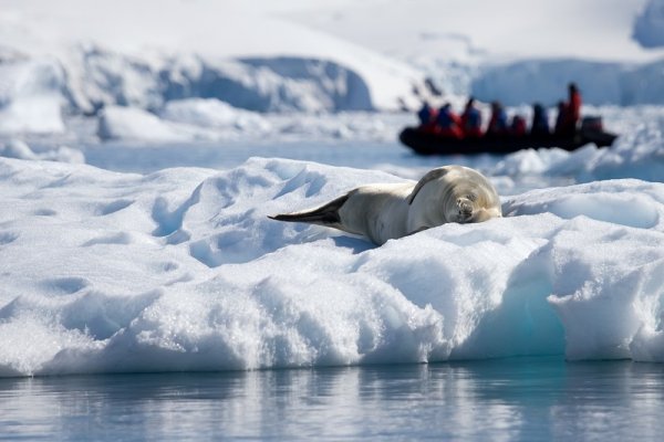 Seal resting on an iceberg, Antarctica