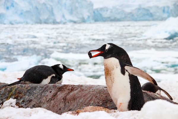 Penguins eating in Archipelago, Antarctica