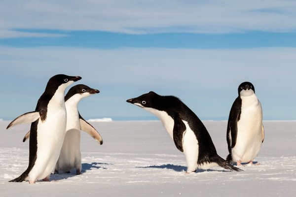 Smallest penguins Adelie, Peninsula