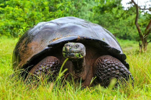 Giant tortoise in the Galapagos Islands