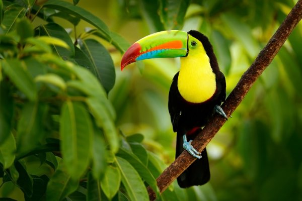 Costa Rica rainforest, Central America