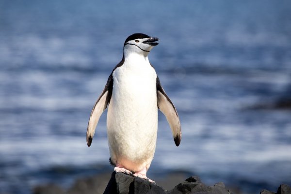 Chinstrap penguin in Peninsula, Antarctica