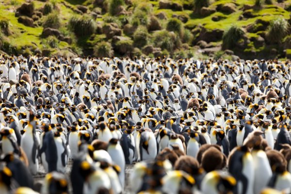 A penguins colony 