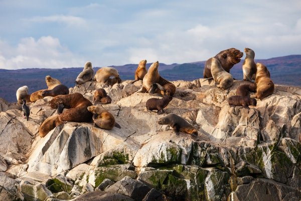 Colony of Seals