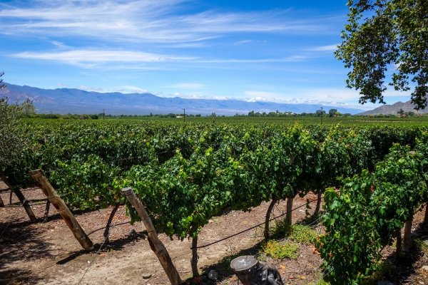 Enjoy a wine-tasting in Cafayate