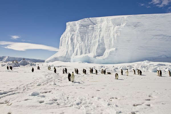 Penguins on the ice in Antarctica under clear blue skies