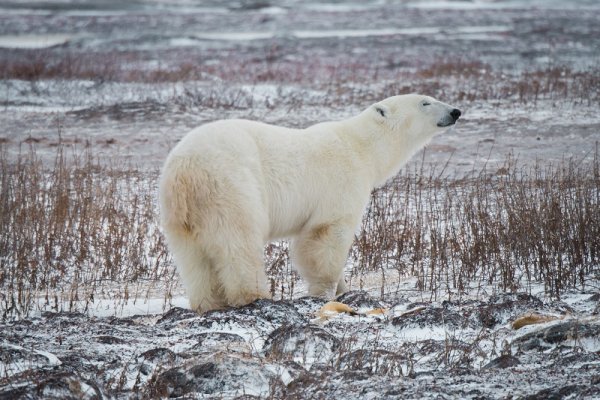 Polar bear in the Archipelago Novaya Zemlya, Russian Arctic