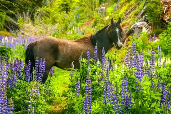 Wild horse in Torres del Paine, Patagonia