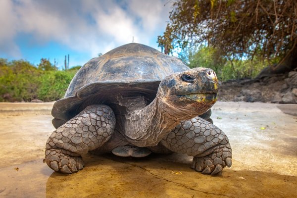 Traditional animal of the Galapagos Islands the Giant Tortoise